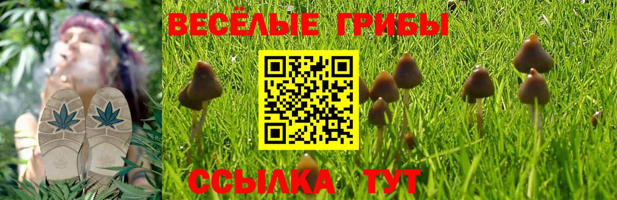 Галлюциногенные грибы Cubensis Ставрополь